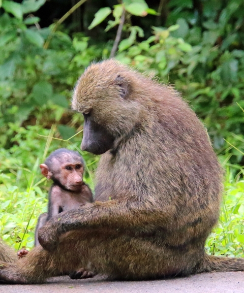       A baboon with a baby in a lush green environment.
  