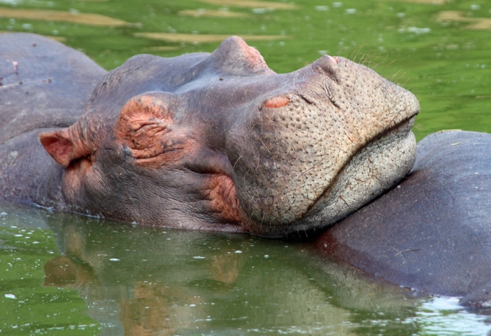       Close-up of a hippo resting in water.
  