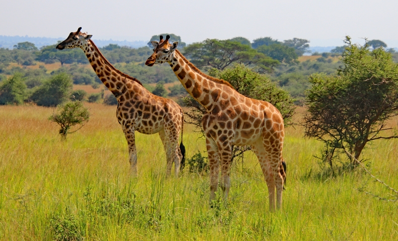       Two giraffes standing gracefully in the savannah.
  