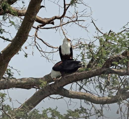       Two large birds perched on a tree branch.
  