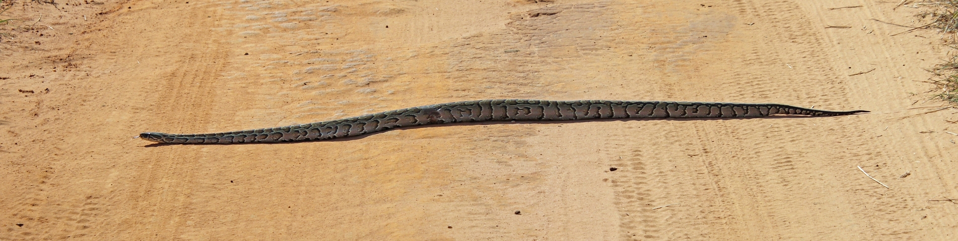       Long snake stretched out on sandy ground.
  