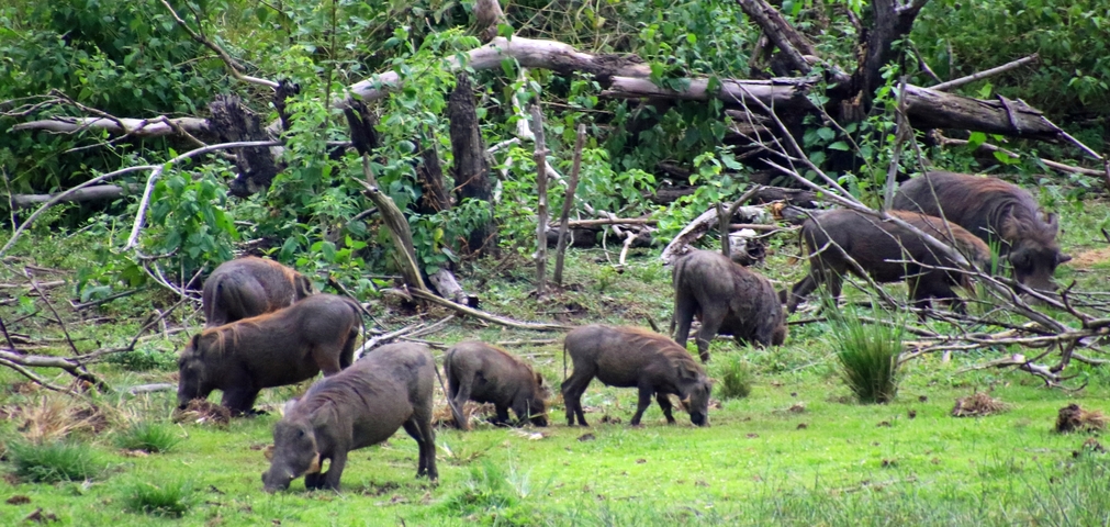       Group of warthogs grazing in a forested area.
  