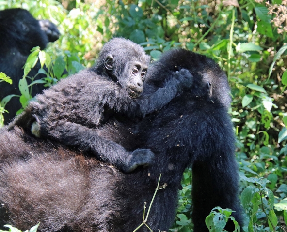       Young gorilla riding on the back of an adult in a lush forest.
  