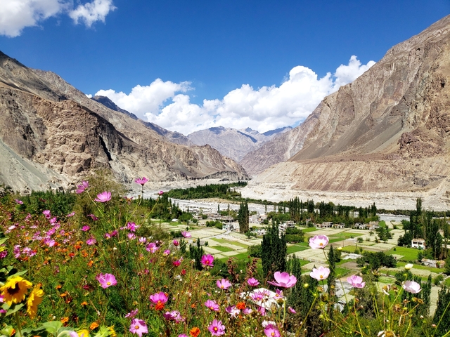       Colorful flower field with a mountainous backdrop.
  