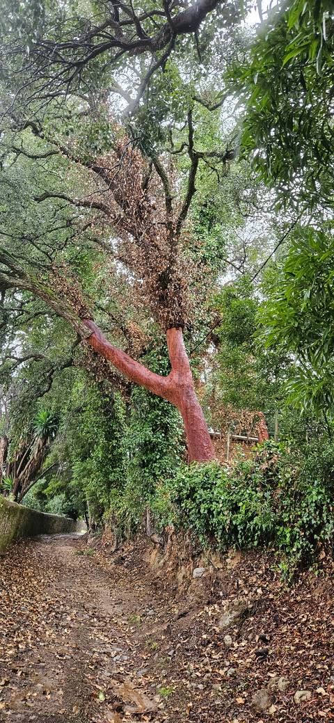 Forest pathway bordered by trees