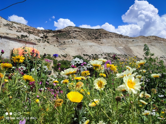       Wildflowers growing on a hillside with a clear sky.
  