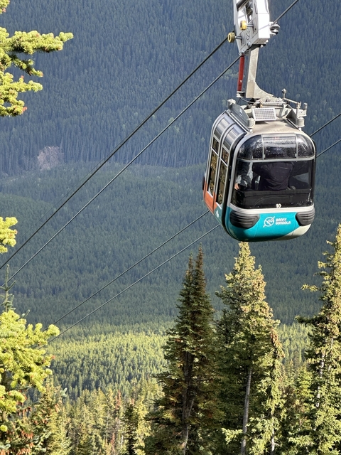 Gondola ride over a forest landscape.