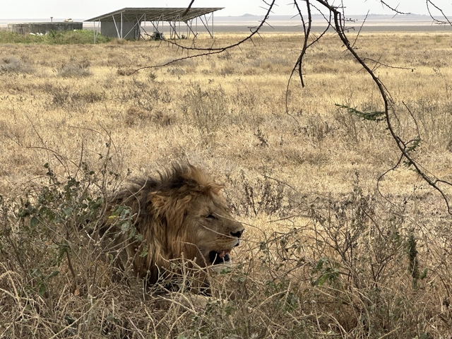       A lion lying partially hidden in dry grass.
  