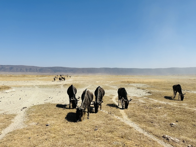       Wildebeest grazing on an open plain in a national park.
  