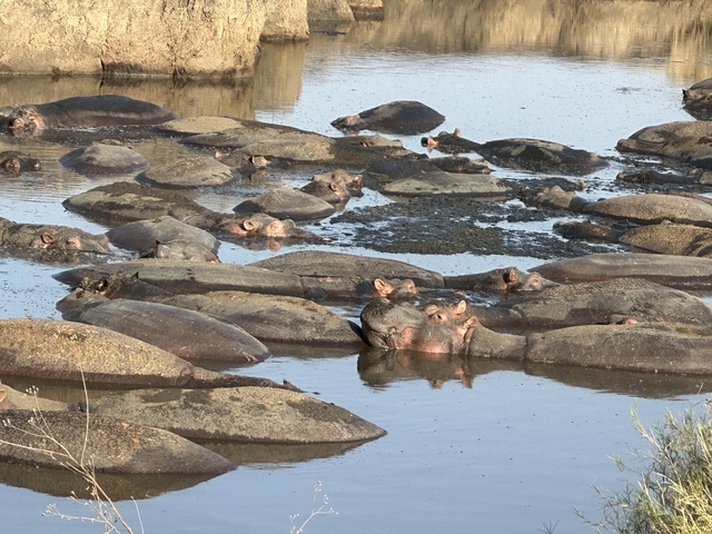       A pod of hippos relaxing in water.
  