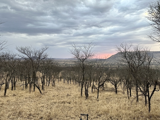       View over an African savannah landscape at sunset.
  