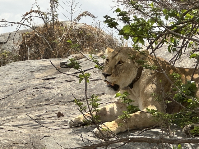       Lioness resting under shade on rocky terrain.
  