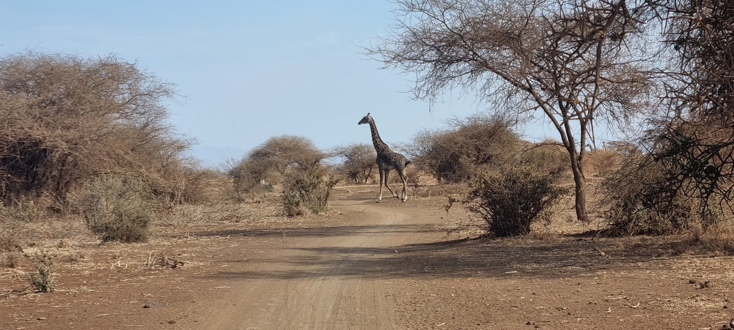 Single giraffe standing in a sparse dirt road area.