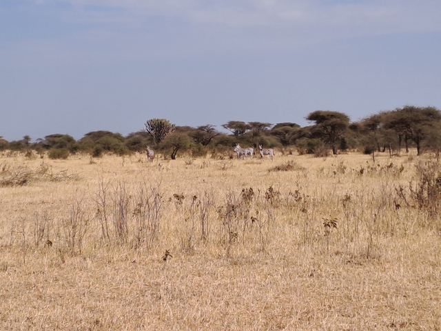 Zebras grazing across a dry savannah landscape.