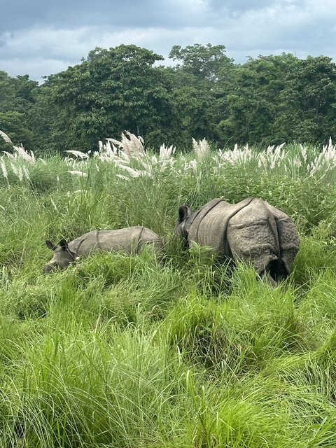       Two rhinoceroses grazing in tall grass.
  