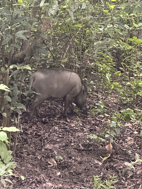       A wild boar in a forest setting.
  