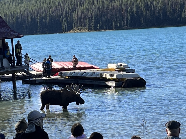 A moose wading in a lake near a dock with people.