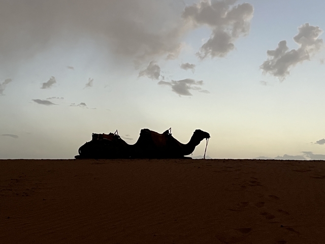       Silhouette of a camel in the desert at sunset.
  