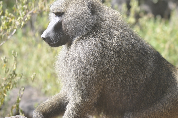       Close-up of a baboon sitting and looking attentively.
  