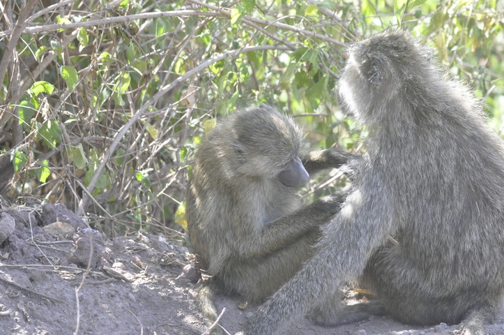       Two baboons grooming each other near dense foliage.
  