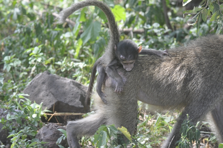       Baby monkey clinging onto another monkey in a forest.
  