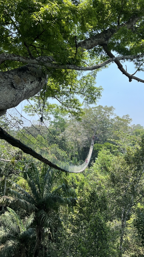 Suspension bridge in a lush forest.