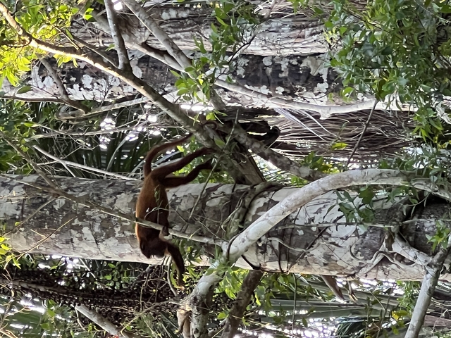 Monkey hanging on branches in a dense forest.