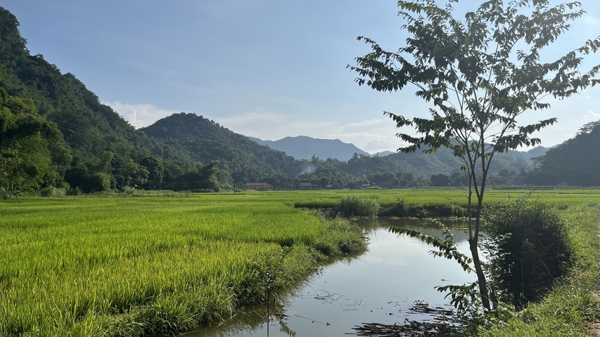       Lush green fields with distant hills and a tree by a pond.
  