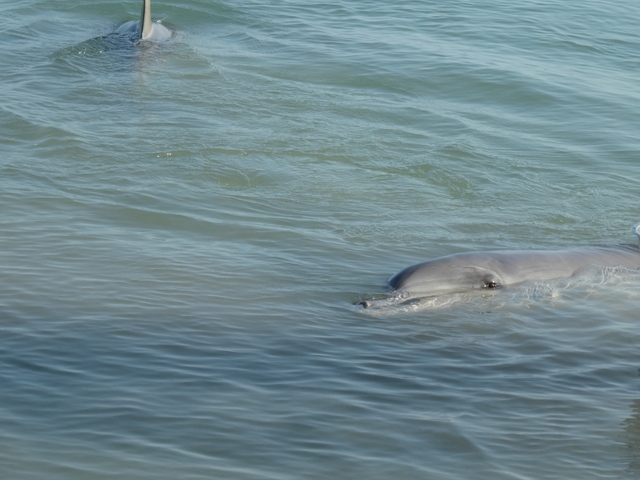 Dolphin swimming near the surface of the water.
