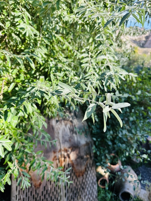       Close-up of a leafy branch.
  