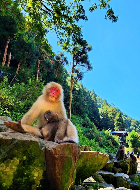 Two monkeys with a forest background.
