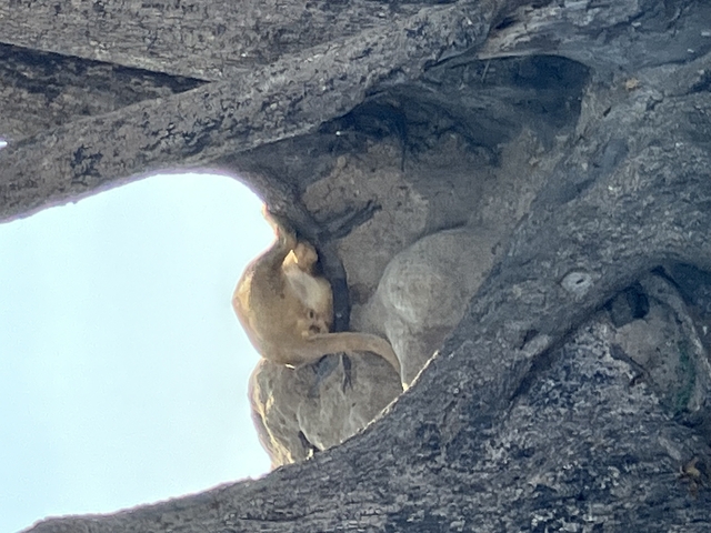 Lion resting in a tree.