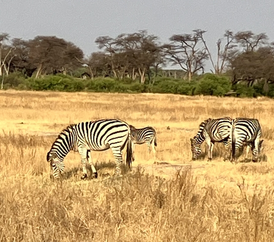 Zebras grazing in a golden savannah.