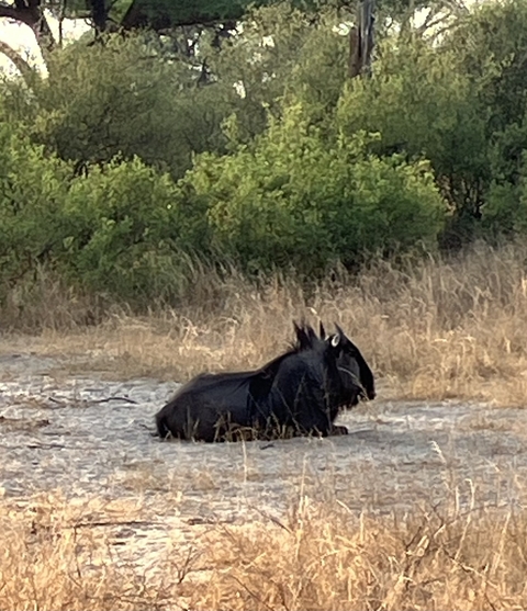 Lone wildebeest resting on dry grass near green bushes.