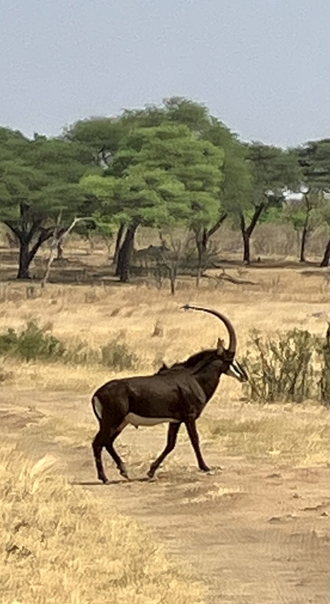 Antelope standing in dry grassland.