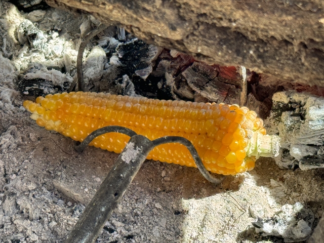 Roasting corn over an open fire.
