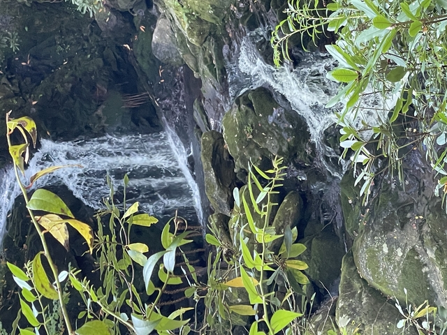 Stream flowing over rocks with surrounding vegetation.