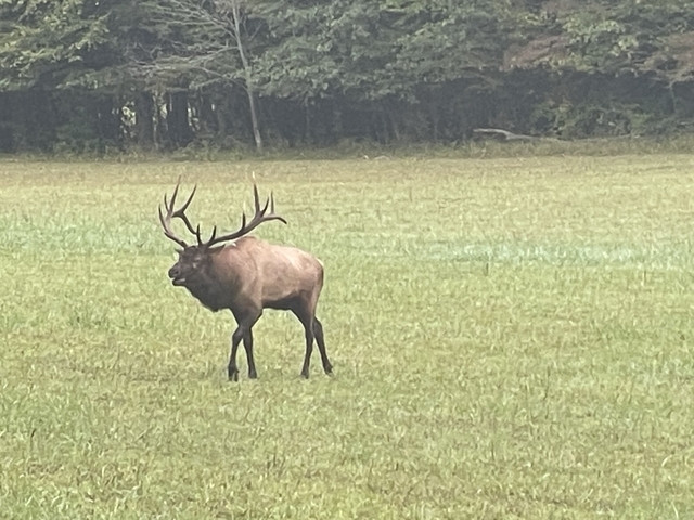 Elk standing in a grassy field with a forest backdrop.