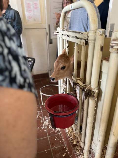       A calf in a pen with a red bucket.
  