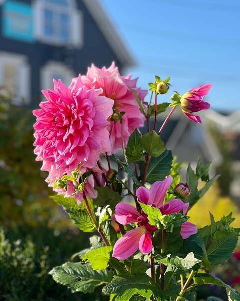 Close-up of pink flowers and green leaves.