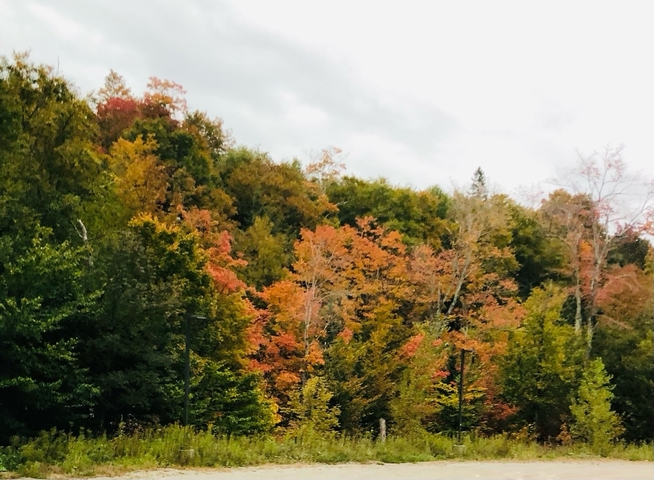 Trees with autumn foliage in various colors.