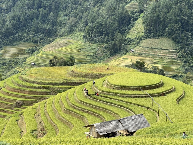 People walking along vibrant green terraced rice fields in a hilly landscape.