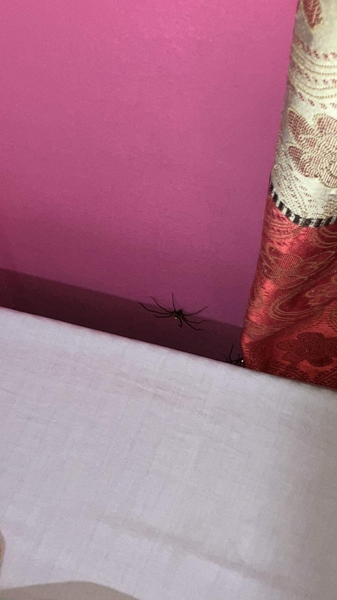       Spider on a pink wall near a curtain.
  