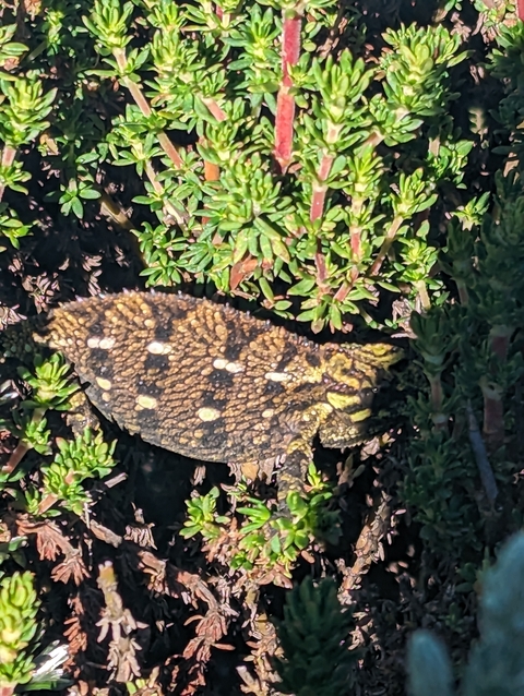       Close-up of a chameleon in dense vegetation.
  