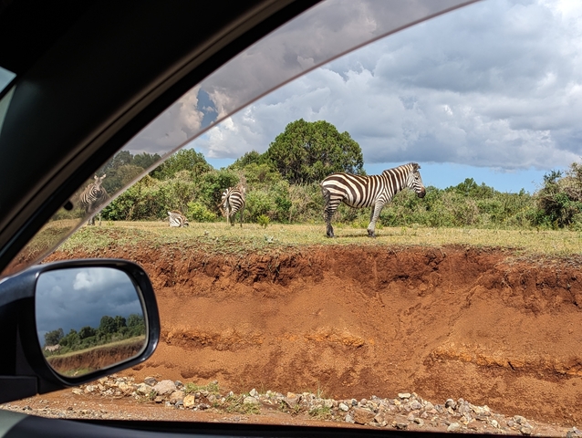       Zebras seen through a car window at a game reserve.
  