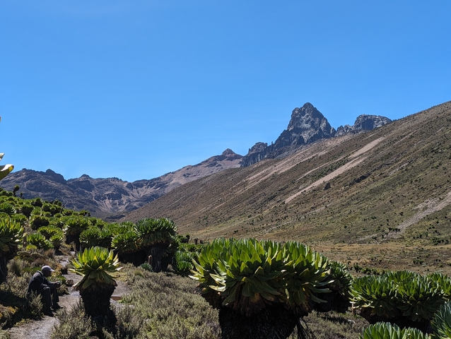       Man in a mountainous region with unique vegetation.
  