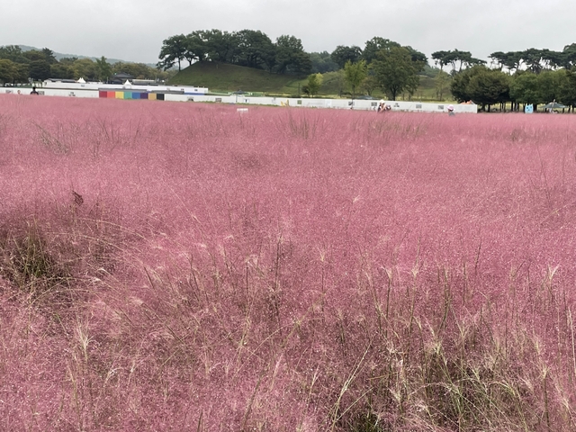 Field of pink grass with colorful background structures.