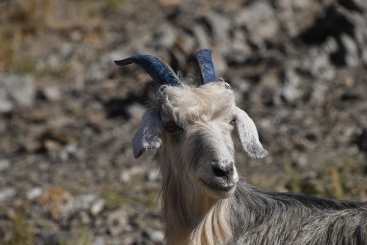 Close-up of a goat with distinctive blue horns.