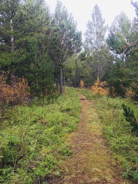 Trail through a dense forest with autumn foliage.