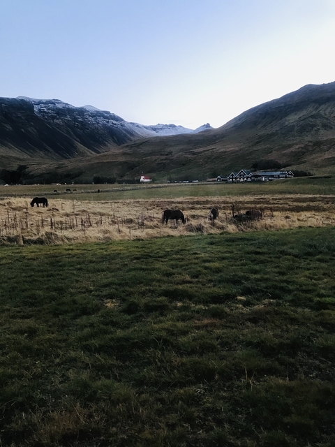 A rural landscape with horses in a field and houses in the background.